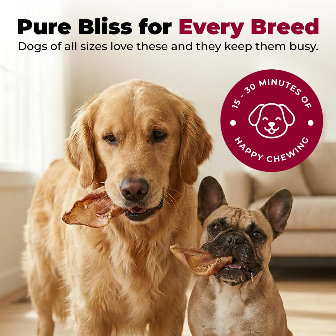 Best Pet Supplies GigaBite Roasted Pig Ears for Dogs - Natural Dog Chews, Roasted Pigs Ears, Safe for Puppies and Aggressive Chewers, Cleans Teeth and Gums - Slivers, 1.8 Pounds