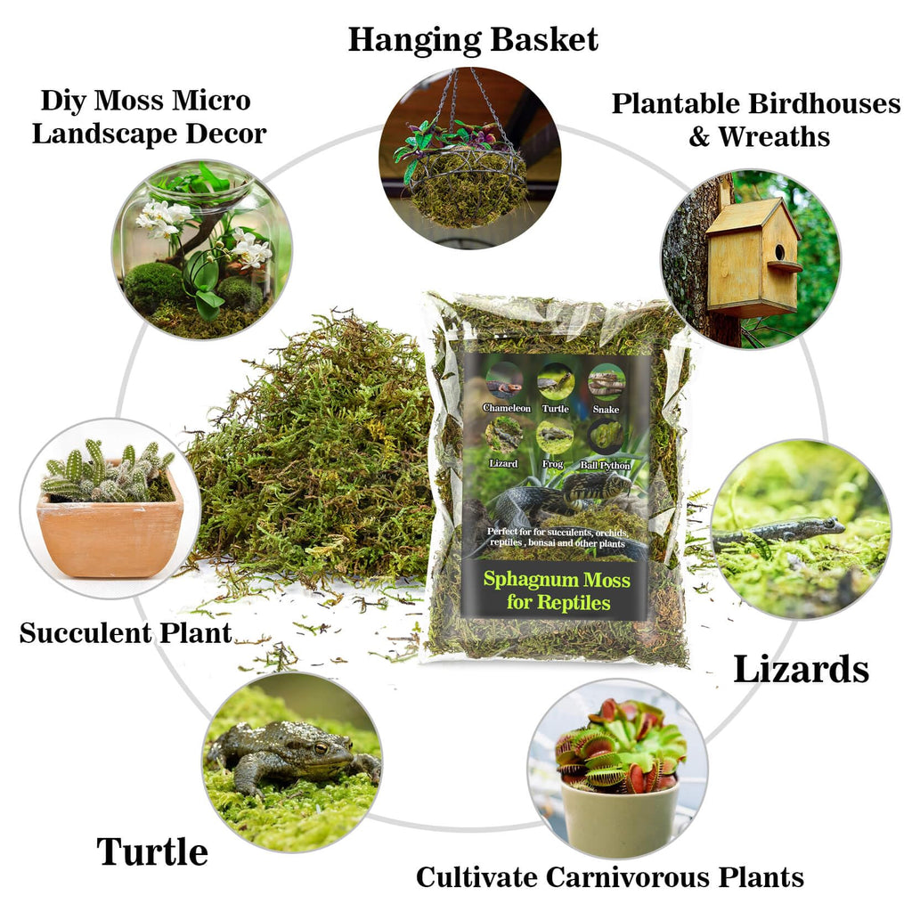 Sukh Sphagnum Moss for Reptiles - Terrarium Reptiles Moss Green Dried Peat Moss Habitat Bedding Moss for Snakes Turtle Frog Gecko and Other Reptiles Substrate (5, Ounces)