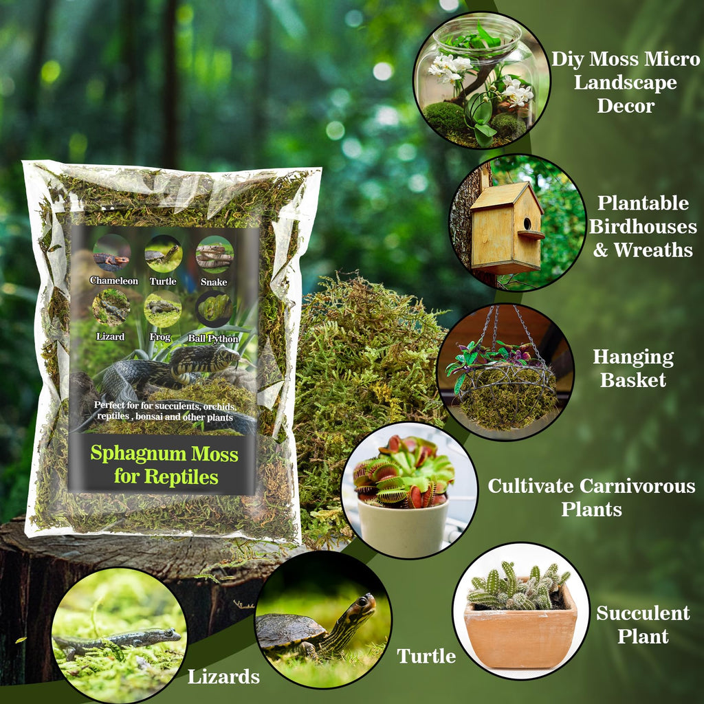 Sukh Sphagnum Moss for Reptiles - Terrarium Reptiles Moss Green Dried Peat Moss Habitat Bedding Moss for Snakes Turtle Frog Gecko and Other Reptiles Substrate (5, Ounces)
