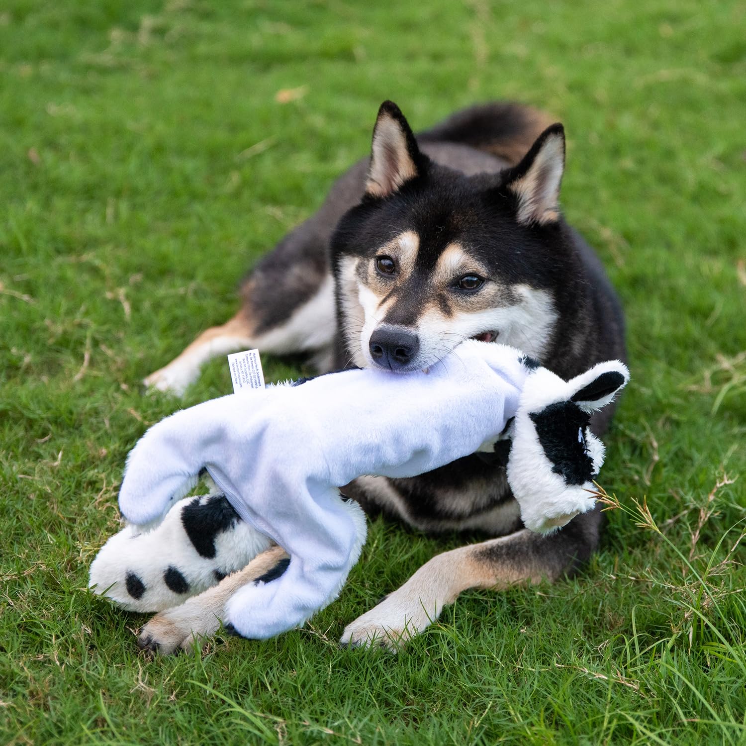 Best Pet Supplies Squeaky Dog Toys with Soft Durable Fabric for Small, Medium and Large Pets Interactive Toy for Indoor Play, Supports Active Biting and Play - 4 Figures, Small