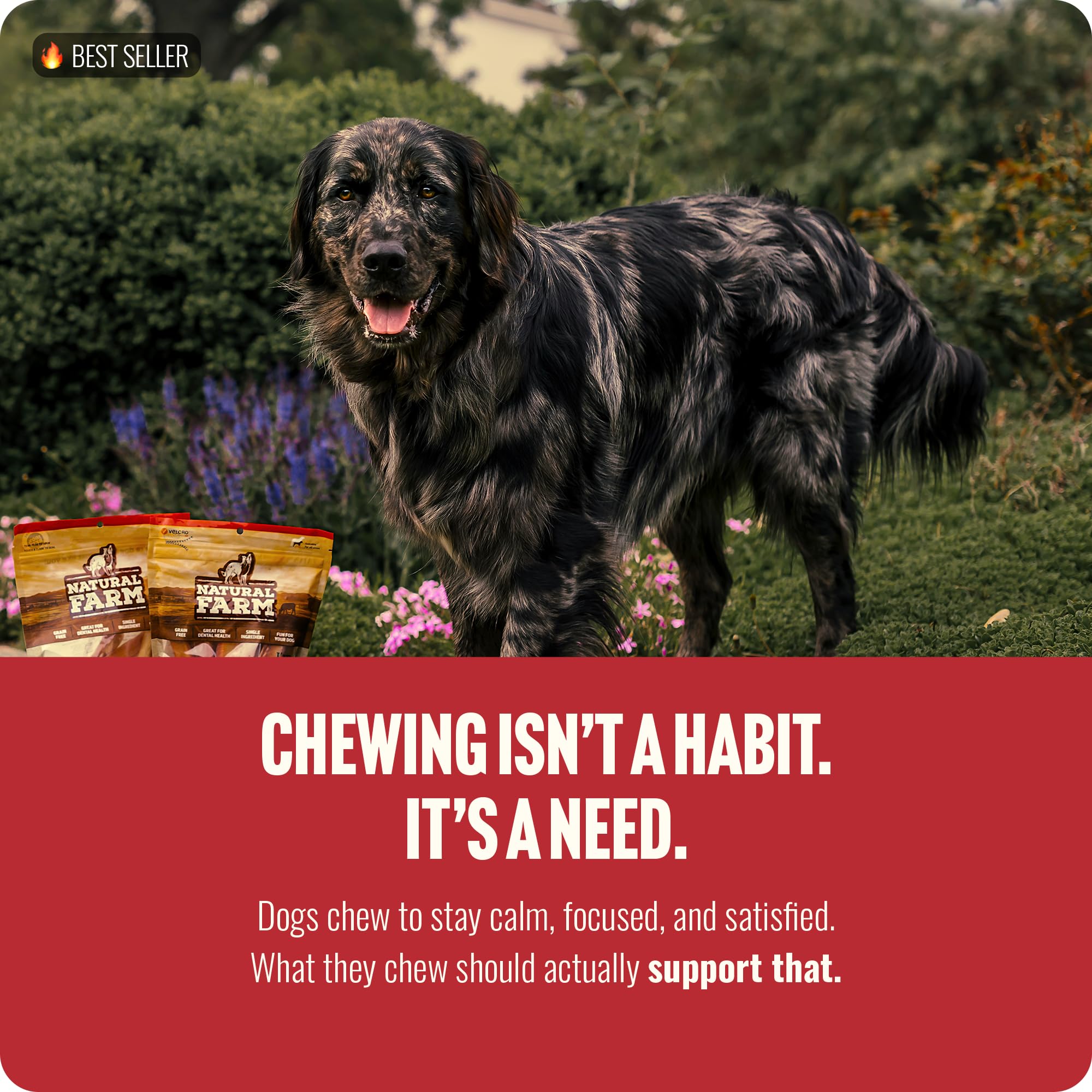 Natural Farm Bully Sticks (6 Inch, 15 Count), Single Ingredient: 100% Beef Chews, Grass-Fed, Non-GMO, Grain-Free, Fully Digestible Treats for Puppies, Small or Senior Dog