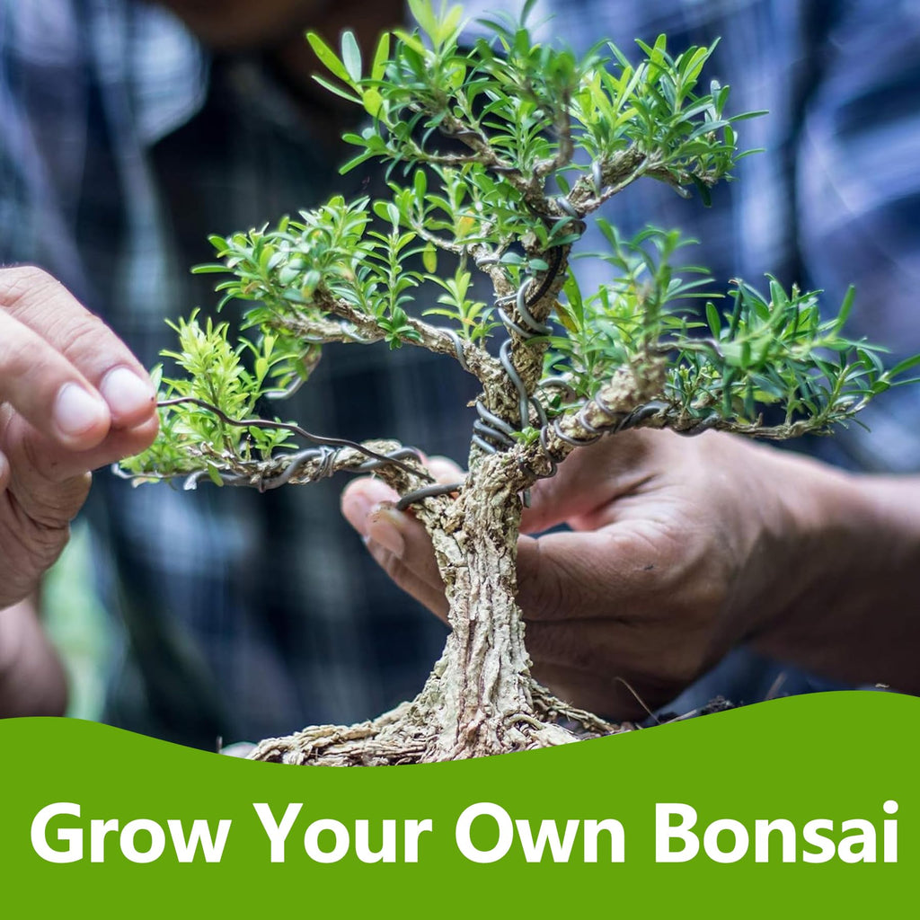 Bonsai Tree Kit, Bonsai Starter Kit with Seeds & Tools, Tree Live Plants Indoor, Gardening Gifts for Women Men Mom Father Plant Lover, Birthday Gifts for Women, Father Day Gifts