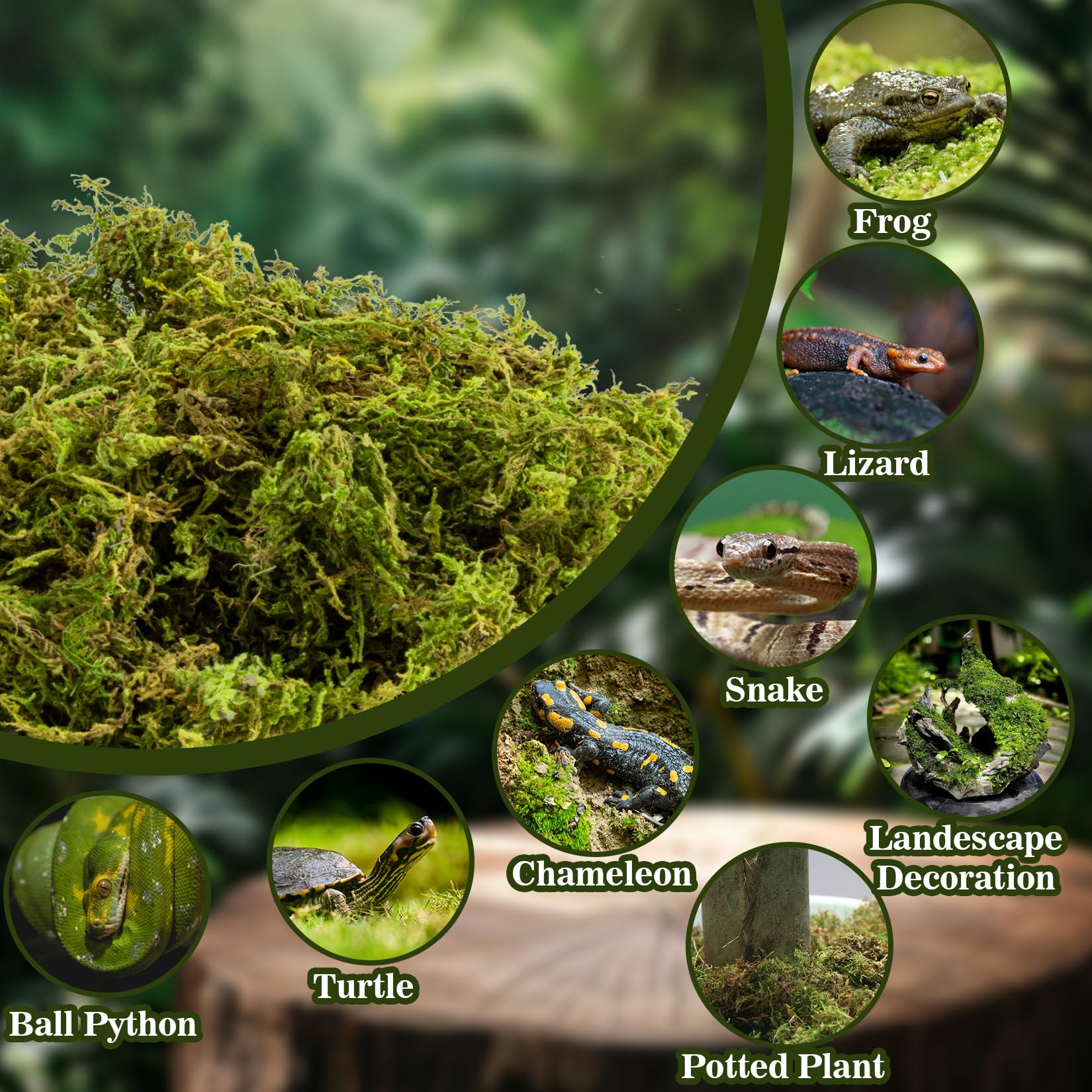 Sukh Sphagnum Moss for Reptiles - Terrarium Reptiles Moss Green Dried Peat Moss Habitat Bedding Moss for Snakes Turtle Frog Gecko and Other Reptiles Substrate (5, Ounces)