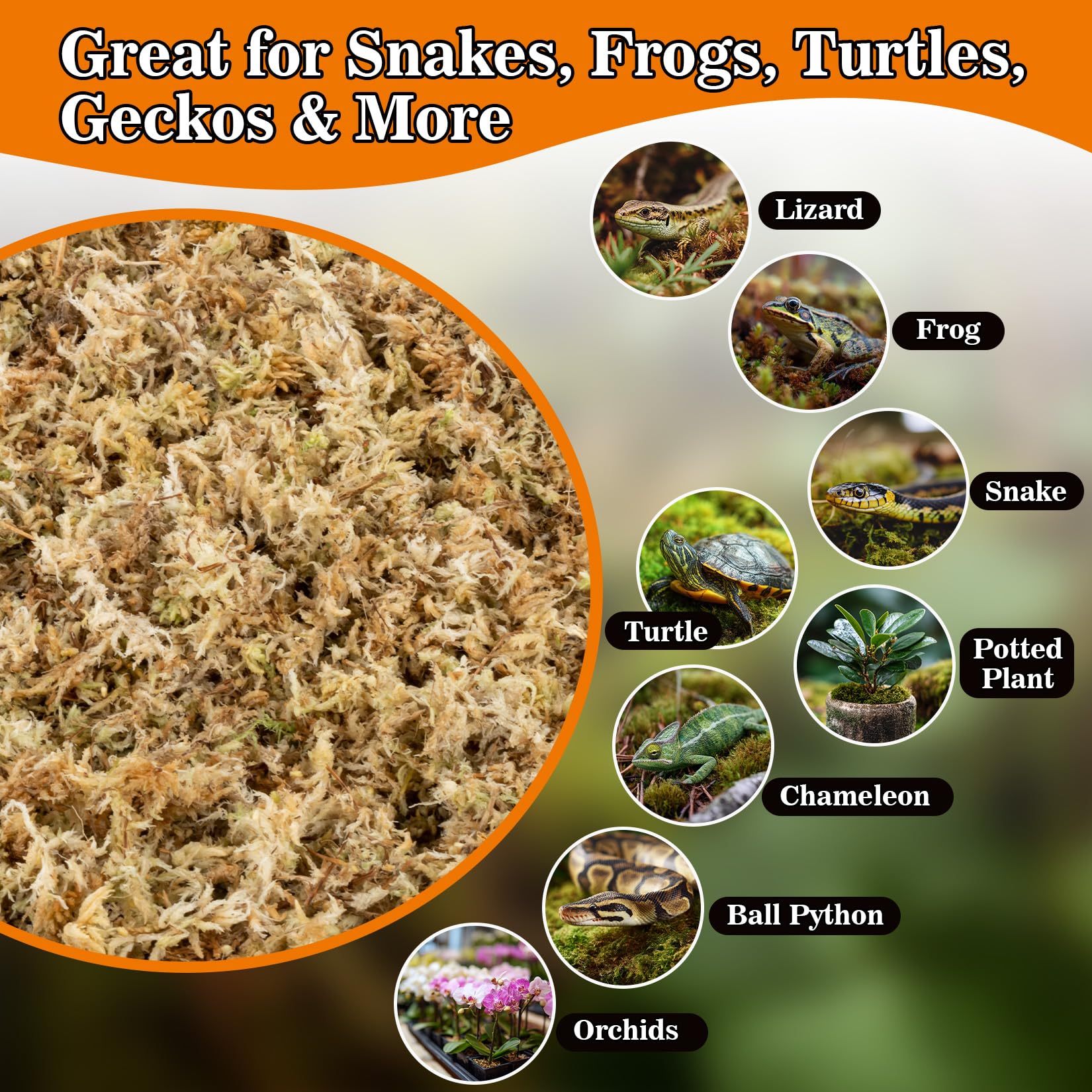 Sukh Sphagnum Moss for Reptiles - Terrarium Reptiles Moss Green Dried Peat Moss Habitat Bedding Moss for Snakes Turtle Frog Gecko and Other Reptiles Substrate (5, Ounces)