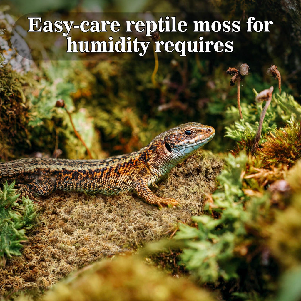 Sukh Sphagnum Moss for Reptiles - Terrarium Reptiles Moss Green Dried Peat Moss Habitat Bedding Moss for Snakes Turtle Frog Gecko and Other Reptiles Substrate (5, Ounces)